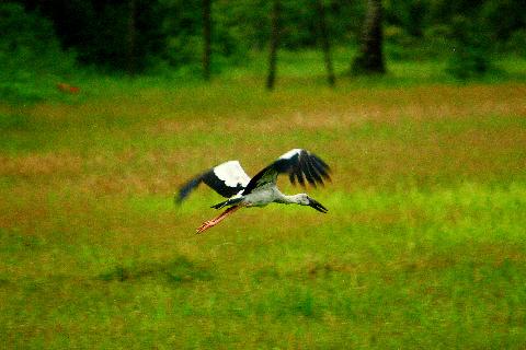 Birds in Goa - Download Goa Photos